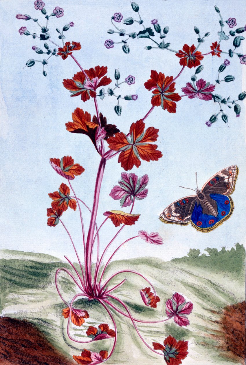 有光泽的Cranesbill，c.1766（手工彩色雕刻） 作者 皮埃尔·约瑟夫·布霍兹
