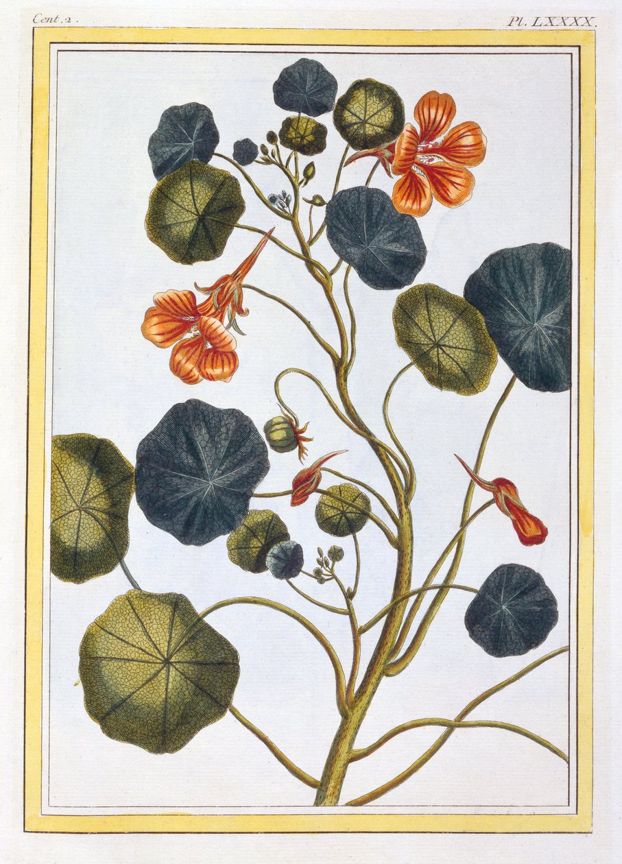 La Capucine（Nasturtium），c.1776（手工雕刻） 作者 皮埃尔·约瑟夫·布霍兹