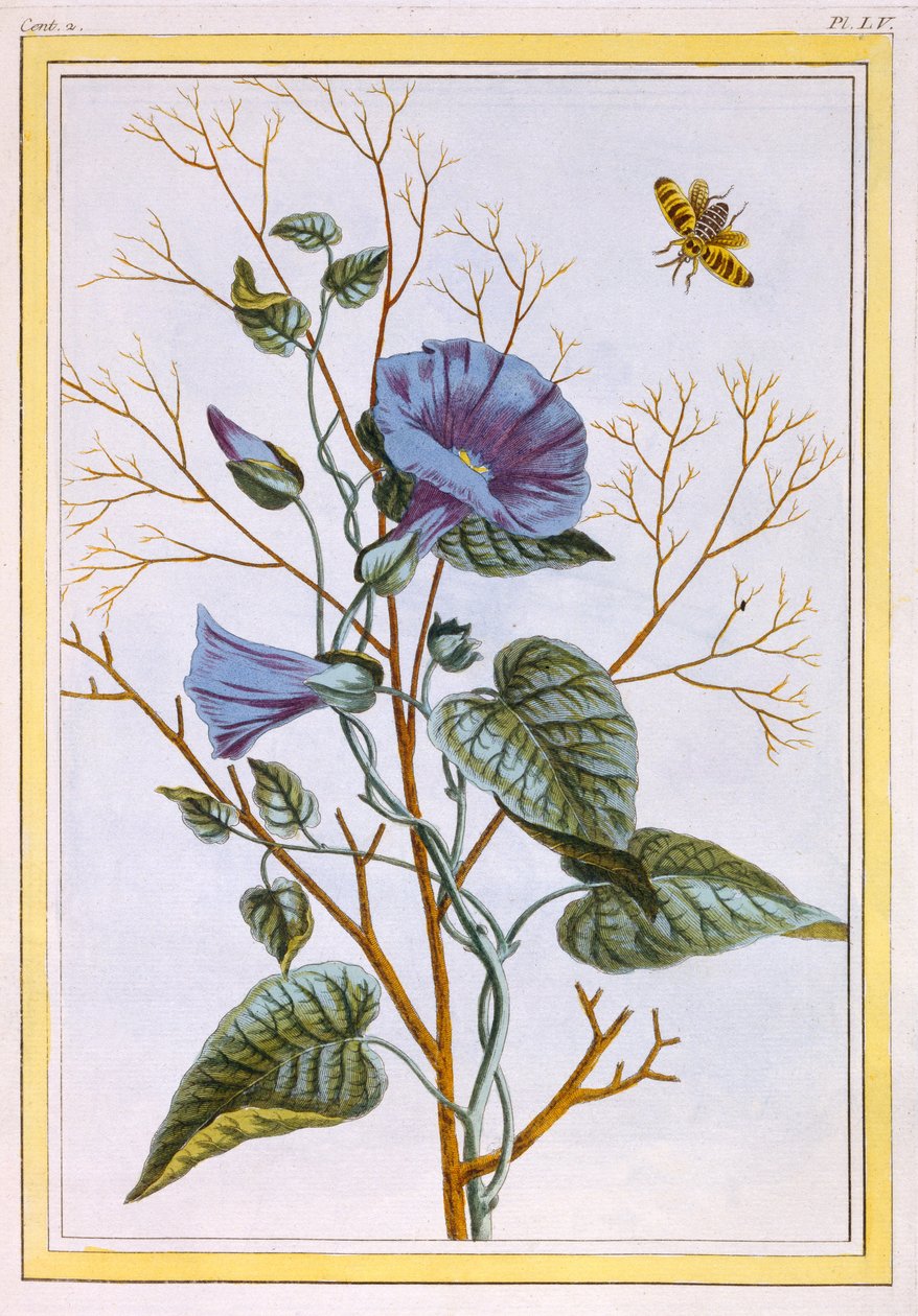 Le Grand Liseron Violet（Convovlus），c.1776（手工雕刻） 作者 皮埃尔·约瑟夫·布霍兹
