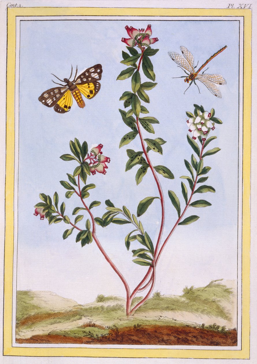 Le Petit arbousier des Alpes（山希瑟），c.1776（手工雕刻） 作者 皮埃尔·约瑟夫·布霍兹