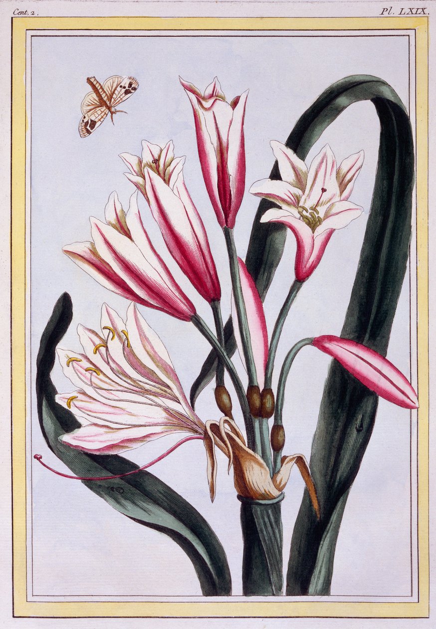 长叶阿玛丽利斯，c.1776（手工雕刻） 作者 皮埃尔·约瑟夫·布霍兹