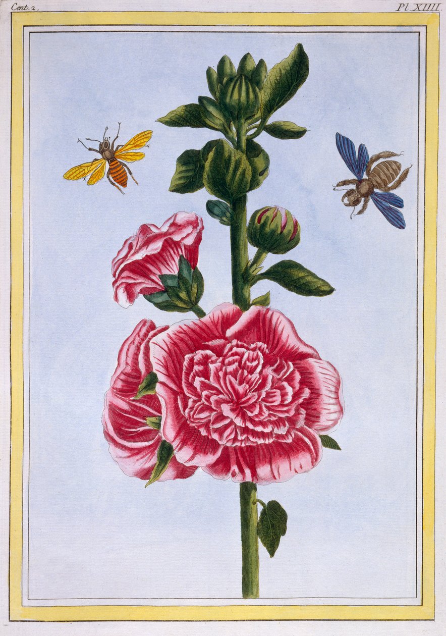 Passerose（Hollyhock），c.1776（手工雕刻） 作者 皮埃尔·约瑟夫·布霍兹