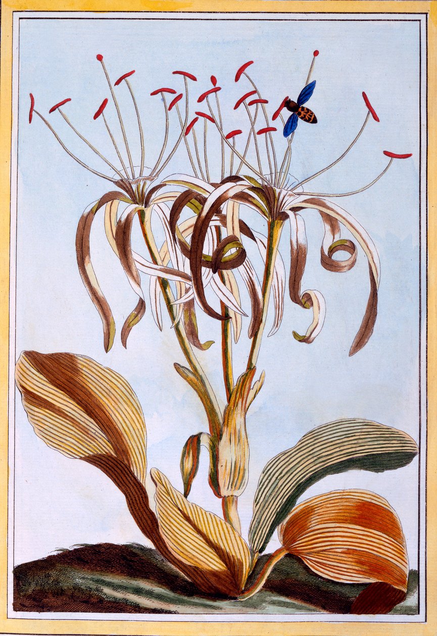 海水仙花，c.1776（手工雕刻） 作者 皮埃尔·约瑟夫·布霍兹