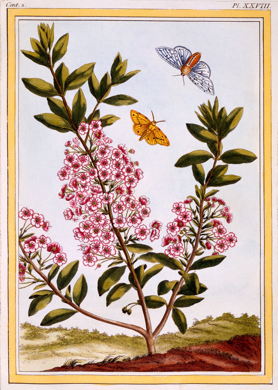 羊的月桂树（Kalmia augustifolia），c.1766（手工彩色雕刻） 作者 皮埃尔·约瑟夫·布霍兹