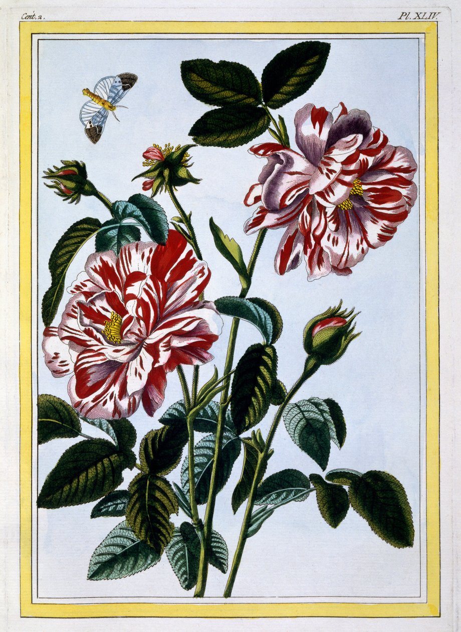 英国杂色玫瑰;实际上可能是Rosa Gallica，1766（手工彩色雕刻） 作者 皮埃尔·约瑟夫·布霍兹