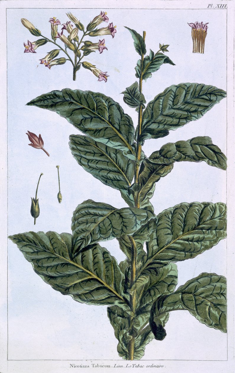 烟草植物，7号板，来自&39;Collection Precieuse et Enluminee&39;，第三卷（彩色雕刻） 作者 皮埃尔·约瑟夫·布霍兹