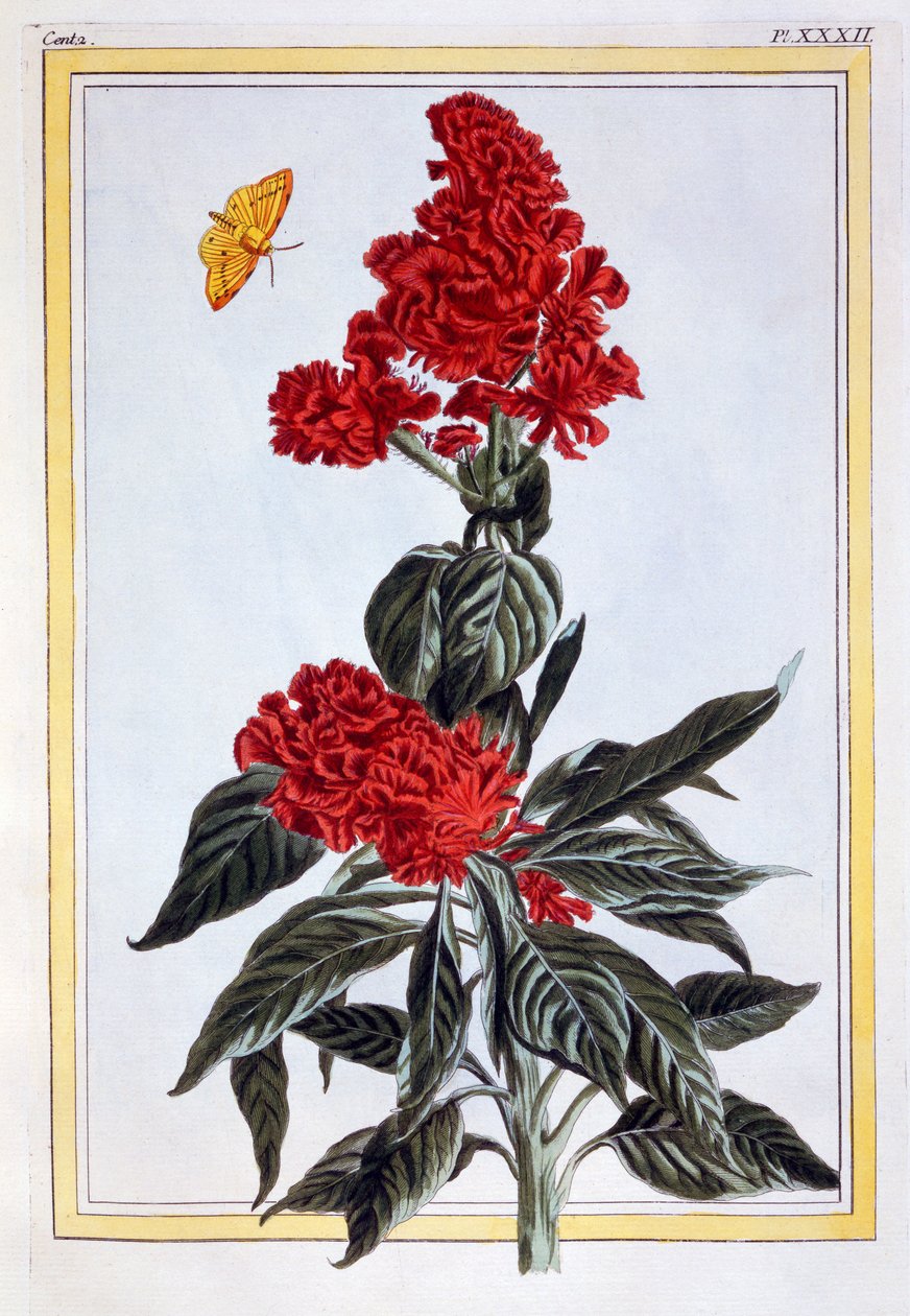 各种苋属，c.1766（手工彩色雕刻） 作者 皮埃尔·约瑟夫·布霍兹