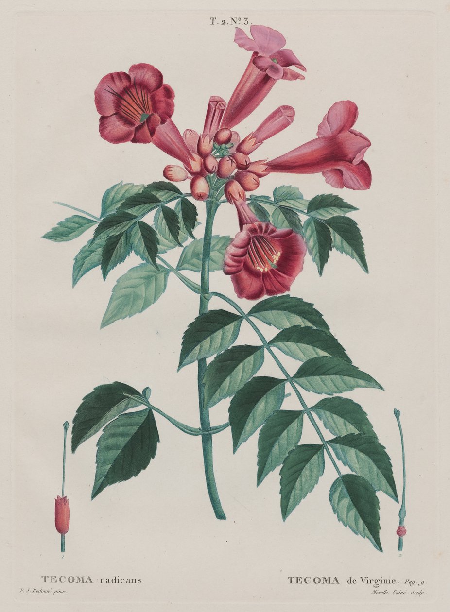 （Campsis radicans Trumpet登山者）。 （T. 2，不...... 作者 皮埃尔·约瑟夫·雷杜特