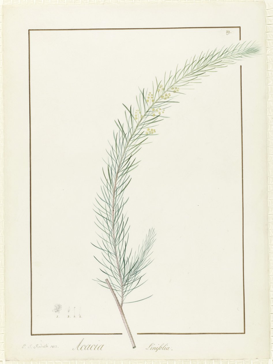 金合欢（Acacia Linifolia），1813年（在牛皮纸上的石墨痕迹上的体色和体积） 作者 皮埃尔·约瑟夫·雷杜特