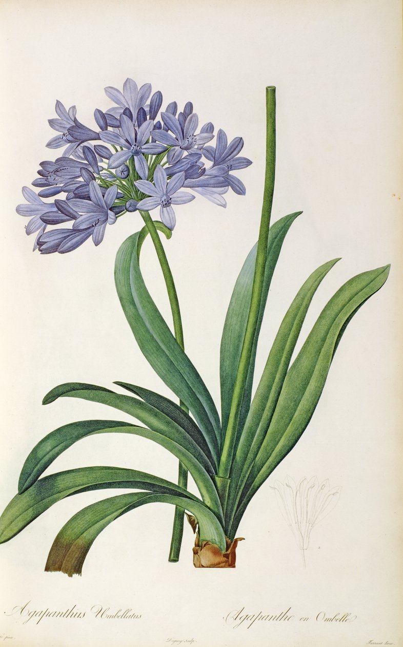 Agapanthus umbrellatus，来自Pierre Lesoute的“Les Liliacees”，8卷，1805-16发表， 作者 皮埃尔·约瑟夫·雷杜特