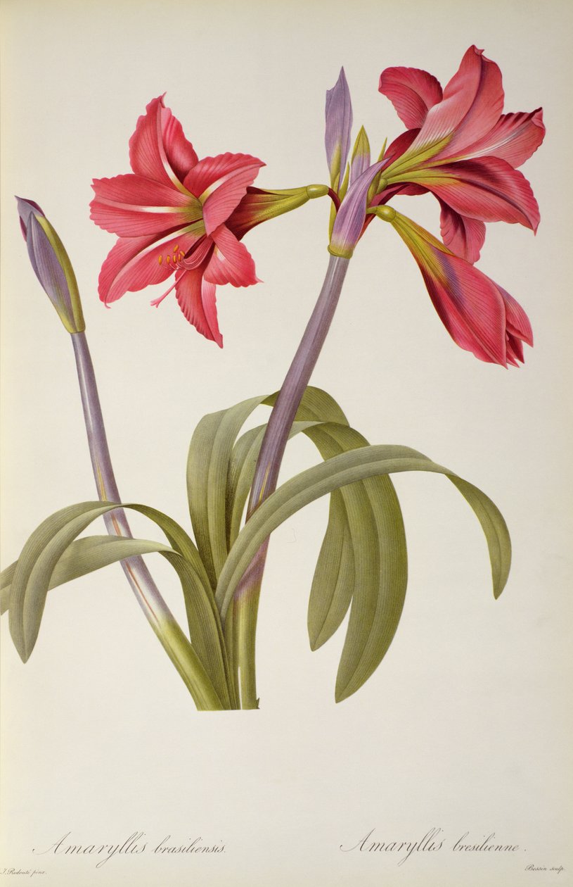Amaryllis Brasiliensis，由Pierre Redoute撰写的“Les Liliacees”，8卷，1805-16发表， 作者 皮埃尔·约瑟夫·雷杜特