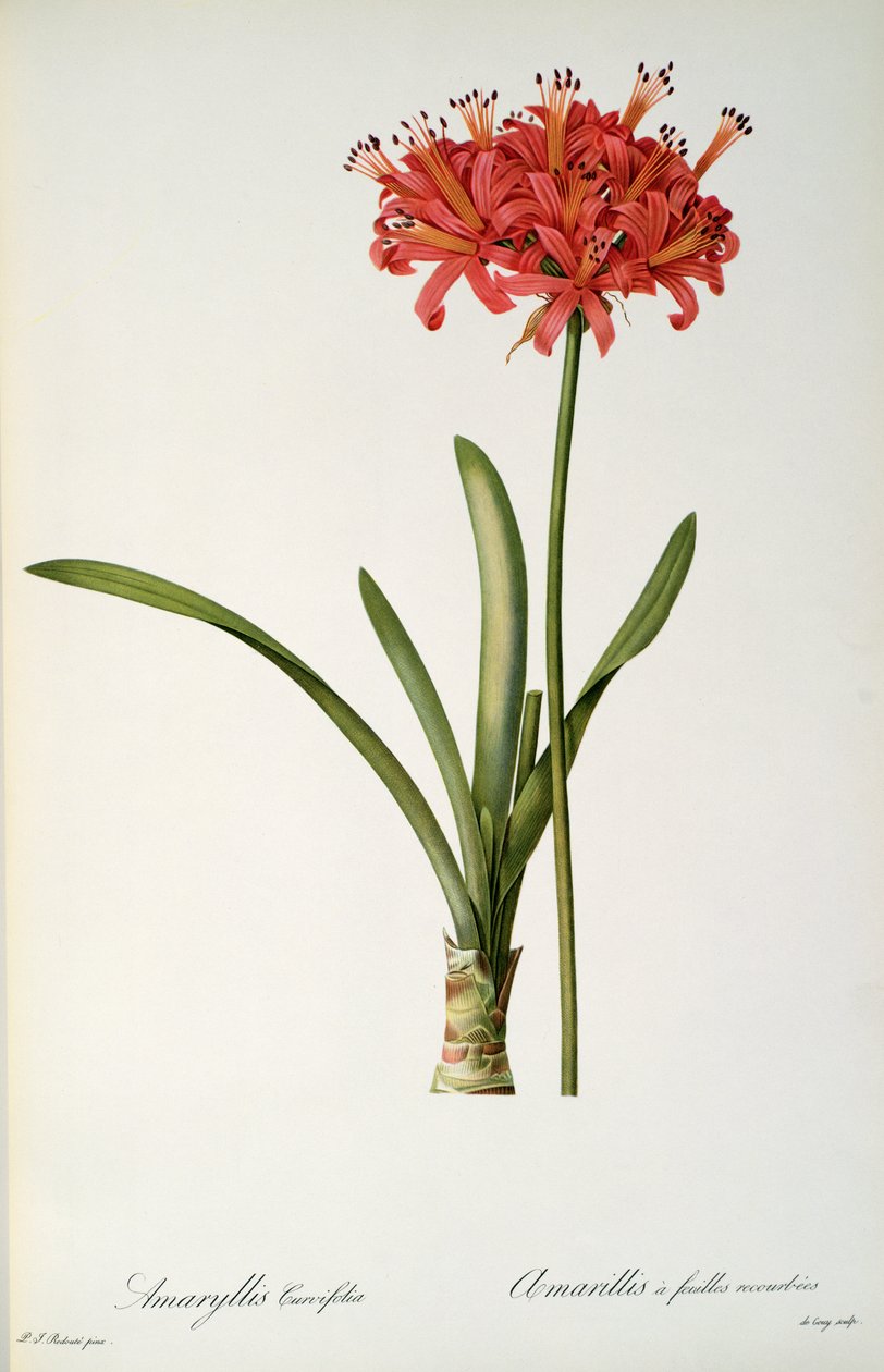 Amaryllis Curvifolia，1809年，由Pierre Redoute撰写的“Les Liliacees”，8卷，1805-16发表， 作者 皮埃尔·约瑟夫·雷杜特