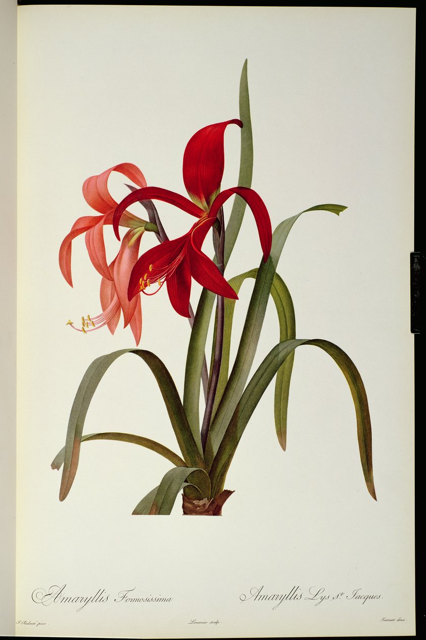 Amaryllis Formosissima，1808年，来自Pierre Lesoute的“Les Liliacees”，8卷，1805-16发表， 作者 皮埃尔·约瑟夫·雷杜特