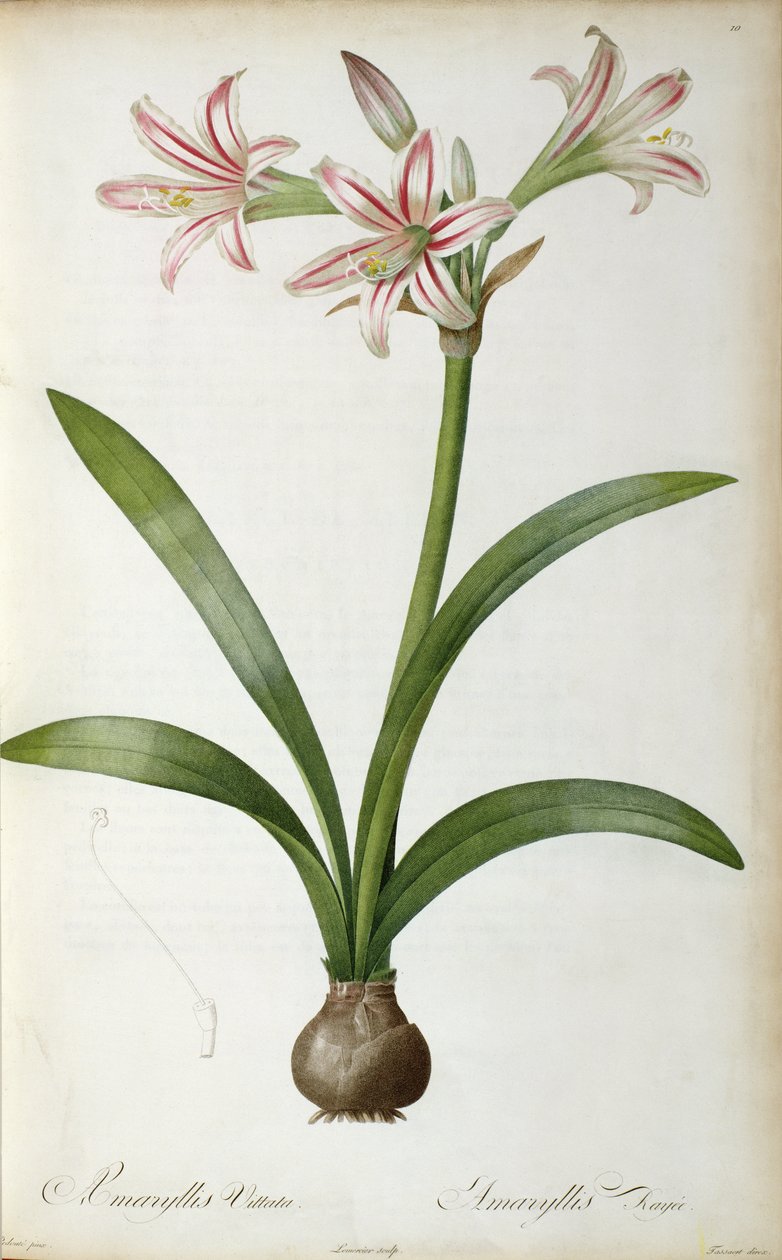 Amaryllis Vittata，来自Pierre Lesoute的“Les Liliacees”，8卷，出版于1805-16， 作者 皮埃尔·约瑟夫·雷杜特