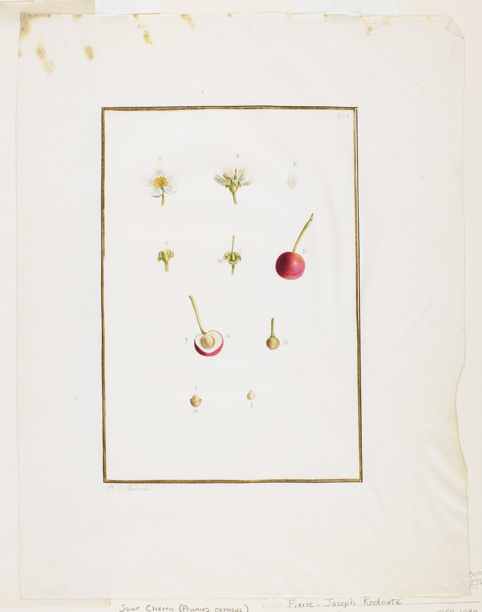 植物解剖：酸樱桃（Prunus cerasus），c。 1778-90（纸上有石墨和石墨） 作者 皮埃尔·约瑟夫·雷杜特