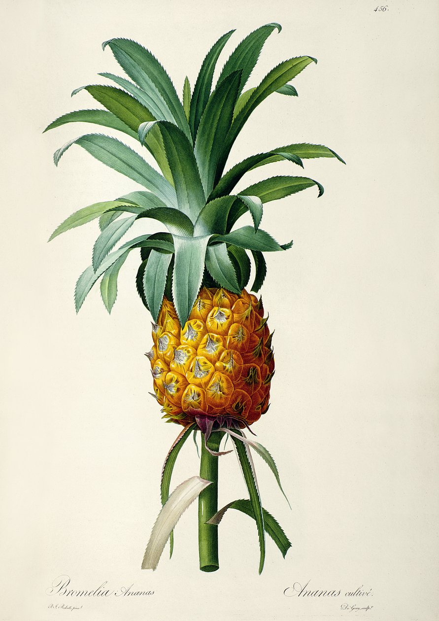 Bromelia菠萝，来自&39;Les Bromeliacees&39; 作者 皮埃尔·约瑟夫·雷杜特