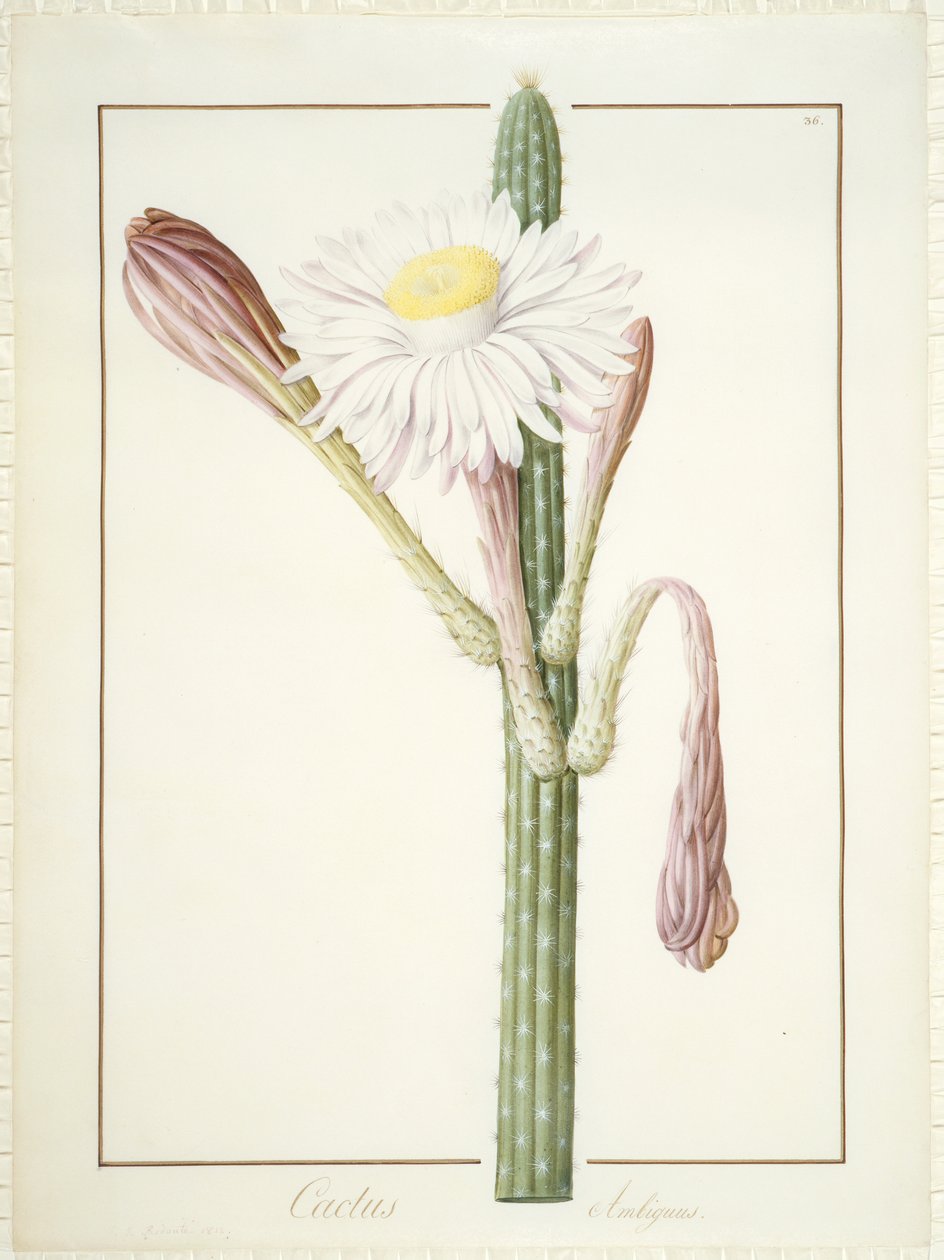 Cactus Ambiguus，1812年（厕所和身体颜色关于牛皮纸上的石墨） 作者 皮埃尔·约瑟夫·雷杜特