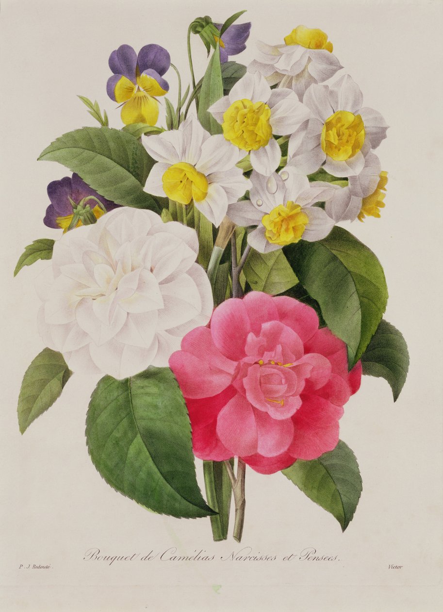茶花，水仙和三色紫罗兰，由Victor，酒吧雕刻。 1827年（手工点画雕刻） 作者 皮埃尔·约瑟夫·雷杜特