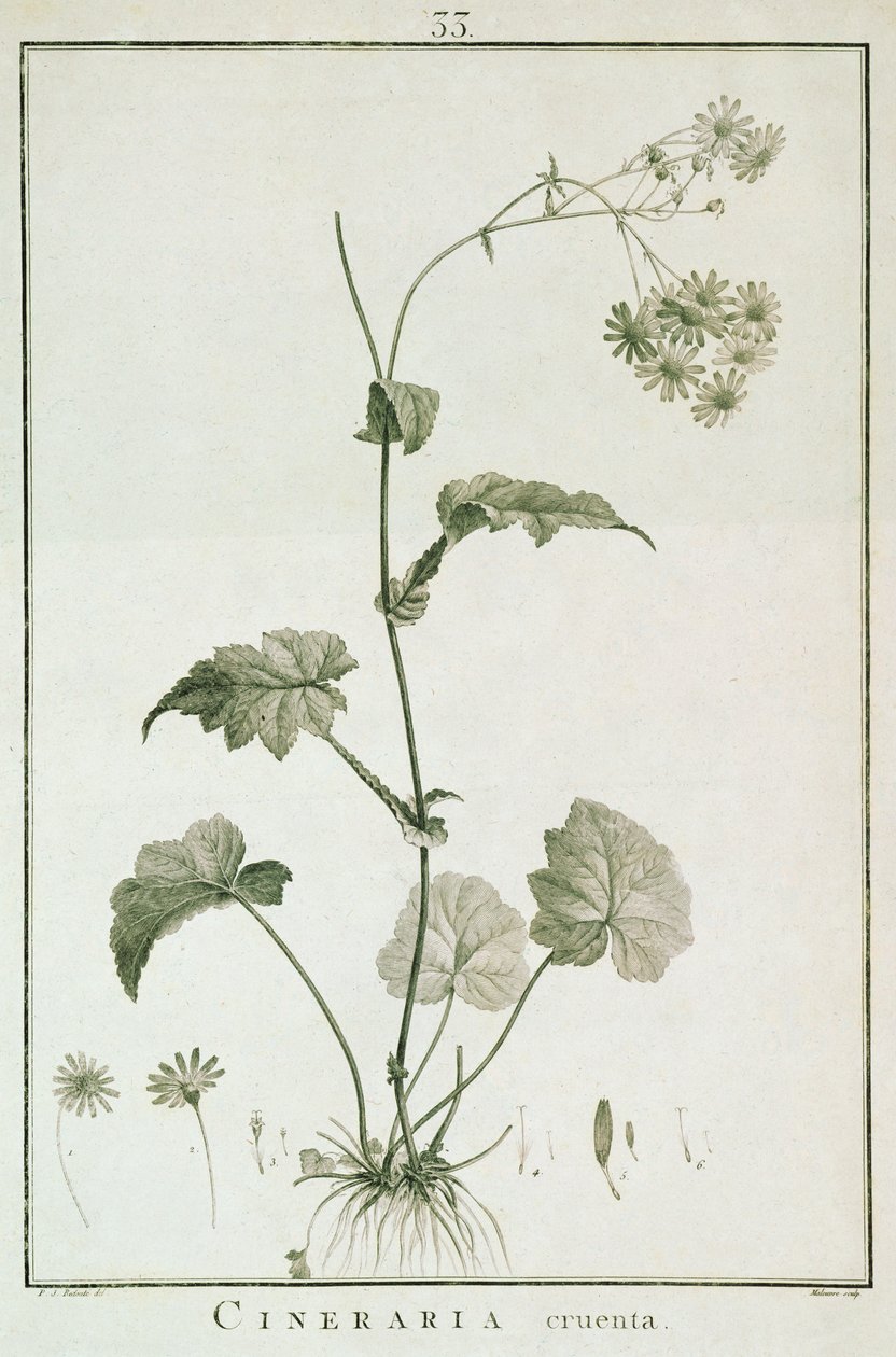 血腥瓜叶菊，从Sertum天使，1788出版 作者 皮埃尔·约瑟夫·雷杜特