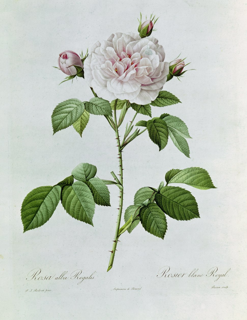 Claude-Antoine Thory玫瑰。插图：罗莎白玫瑰（彩色石版画） 作者 皮埃尔·约瑟夫·雷杜特