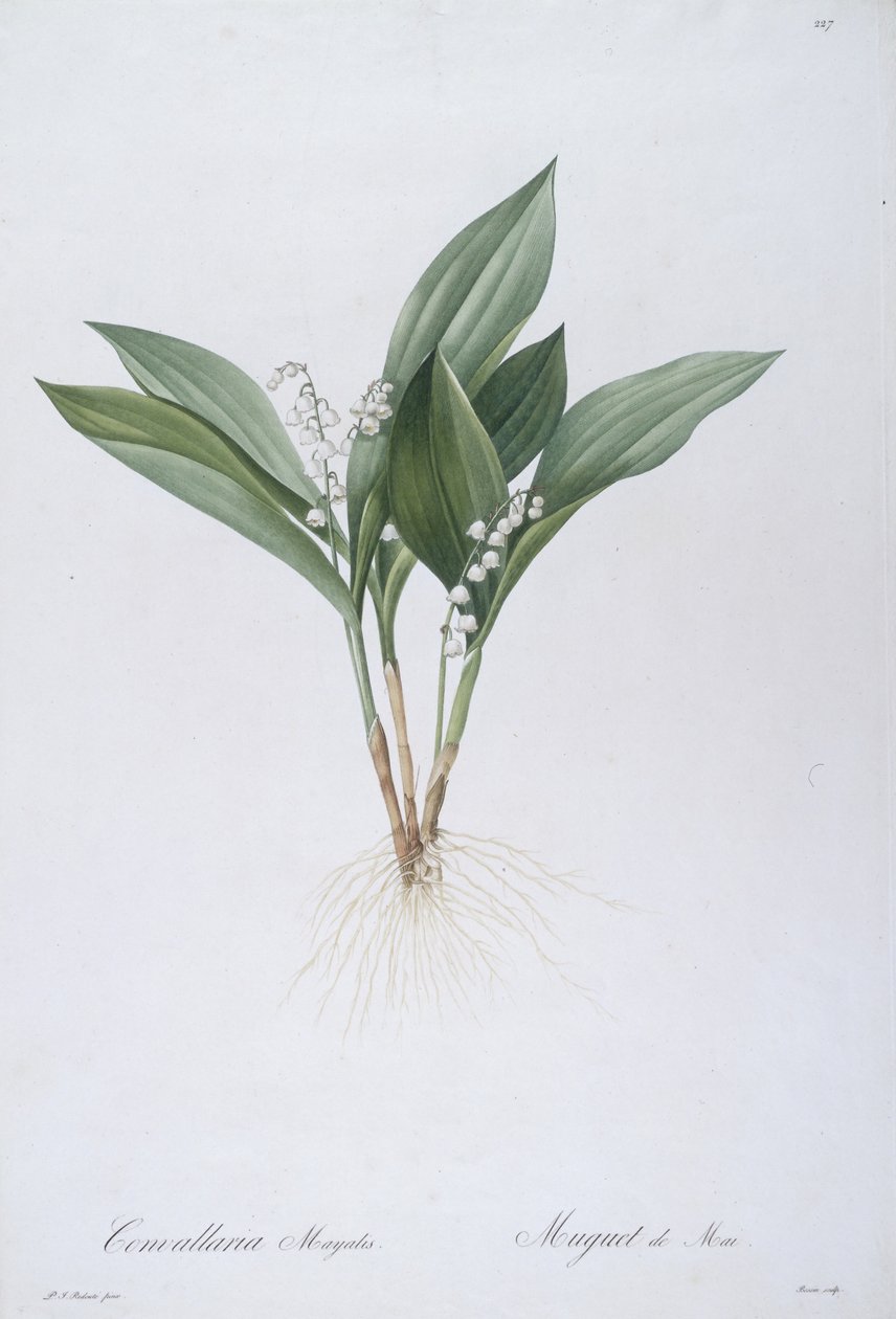 Convallaria majalis（铃兰），1808年 作者 皮埃尔·约瑟夫·雷杜特