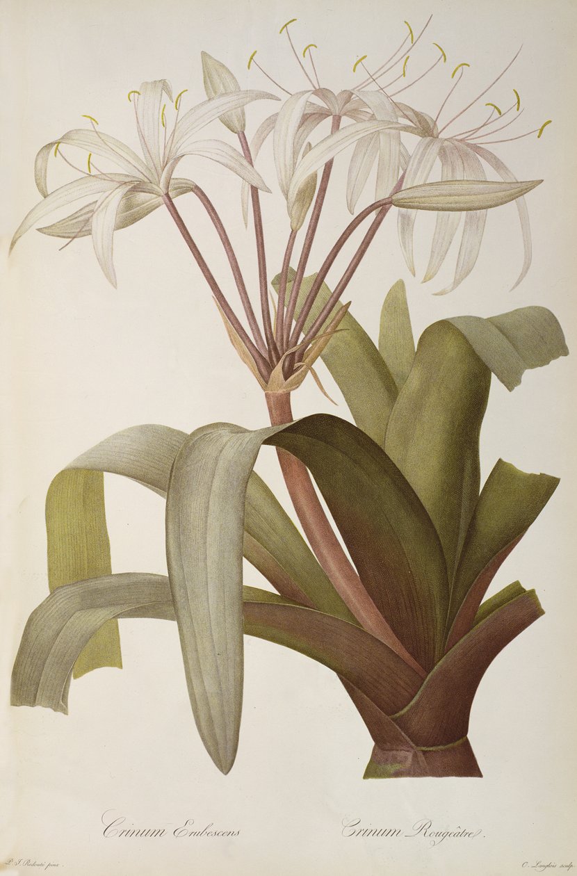 Crossyne羞耻或Crossynerougeàtre，从`莱斯Liliacearum，1803年，1805年至1816年出版 作者 皮埃尔·约瑟夫·雷杜特