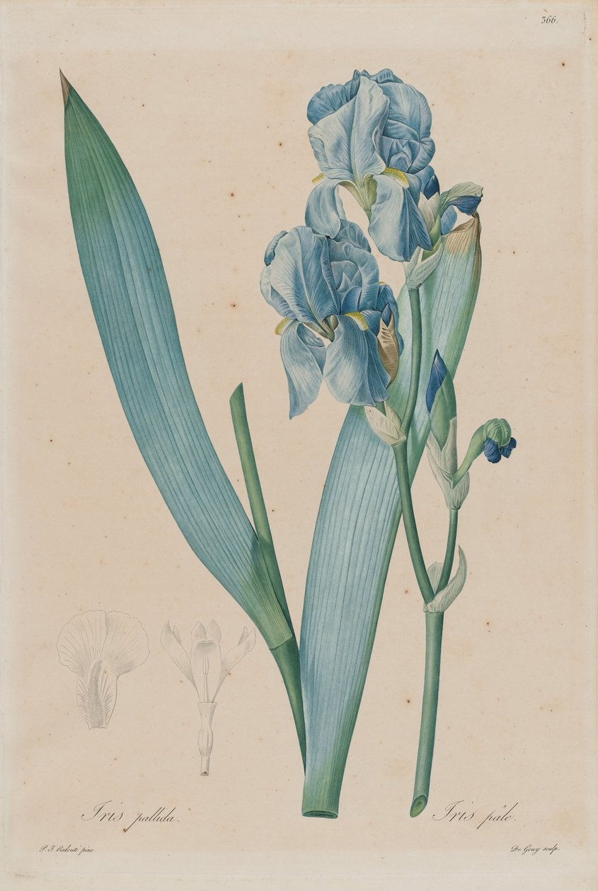 达尔马提亚鸢尾（Iris pallida），盘366，卷。 7-Pierre-JosephRedouté，巴黎百合科，18 ... 作者 皮埃尔·约瑟夫·雷杜特