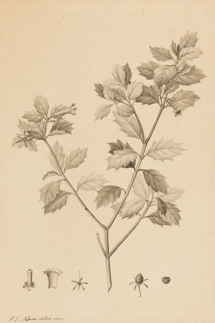 Desfonainia Spinosa，1787年（在纸上画刷和灰色洗，放在卡片上） 作者 皮埃尔·约瑟夫·雷杜特