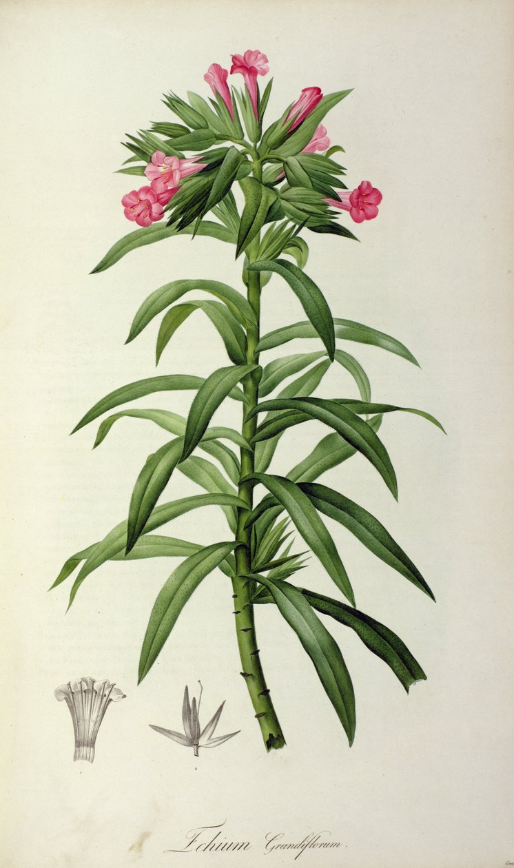 Echium Grandiflorum，来自“马尔马森花园”，1802年 作者 皮埃尔·约瑟夫·雷杜特