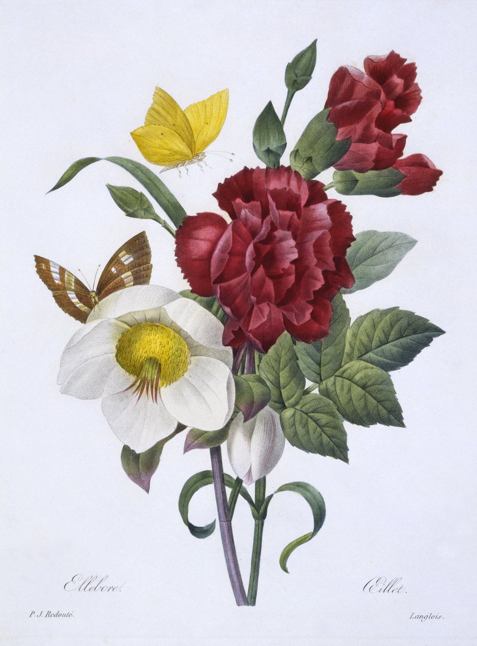 Ellebore和康乃馨，来自“最美丽的花朵选择”，于1829年出版巴黎（手工彩色雕刻） 作者 皮埃尔·约瑟夫·雷杜特