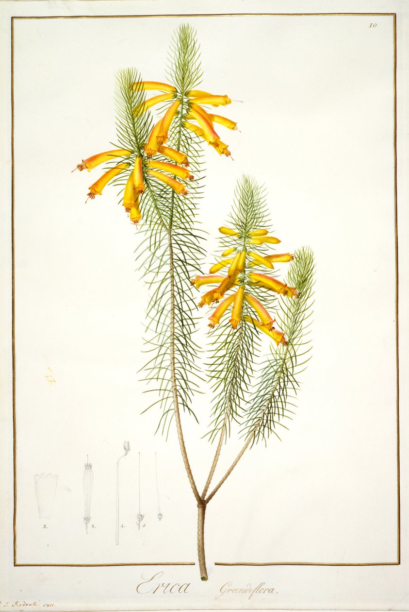 埃里卡Grandiflora，1811年（与牛皮纸上的石墨痕迹相同的体色） 作者 皮埃尔·约瑟夫·雷杜特