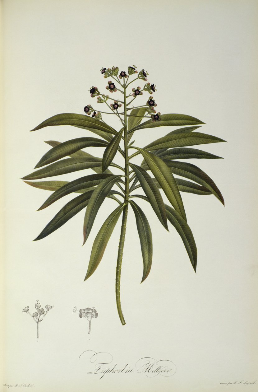 Euphorbia Mellifera，来自“马尔马松花园”，1802年 作者 皮埃尔·约瑟夫·雷杜特