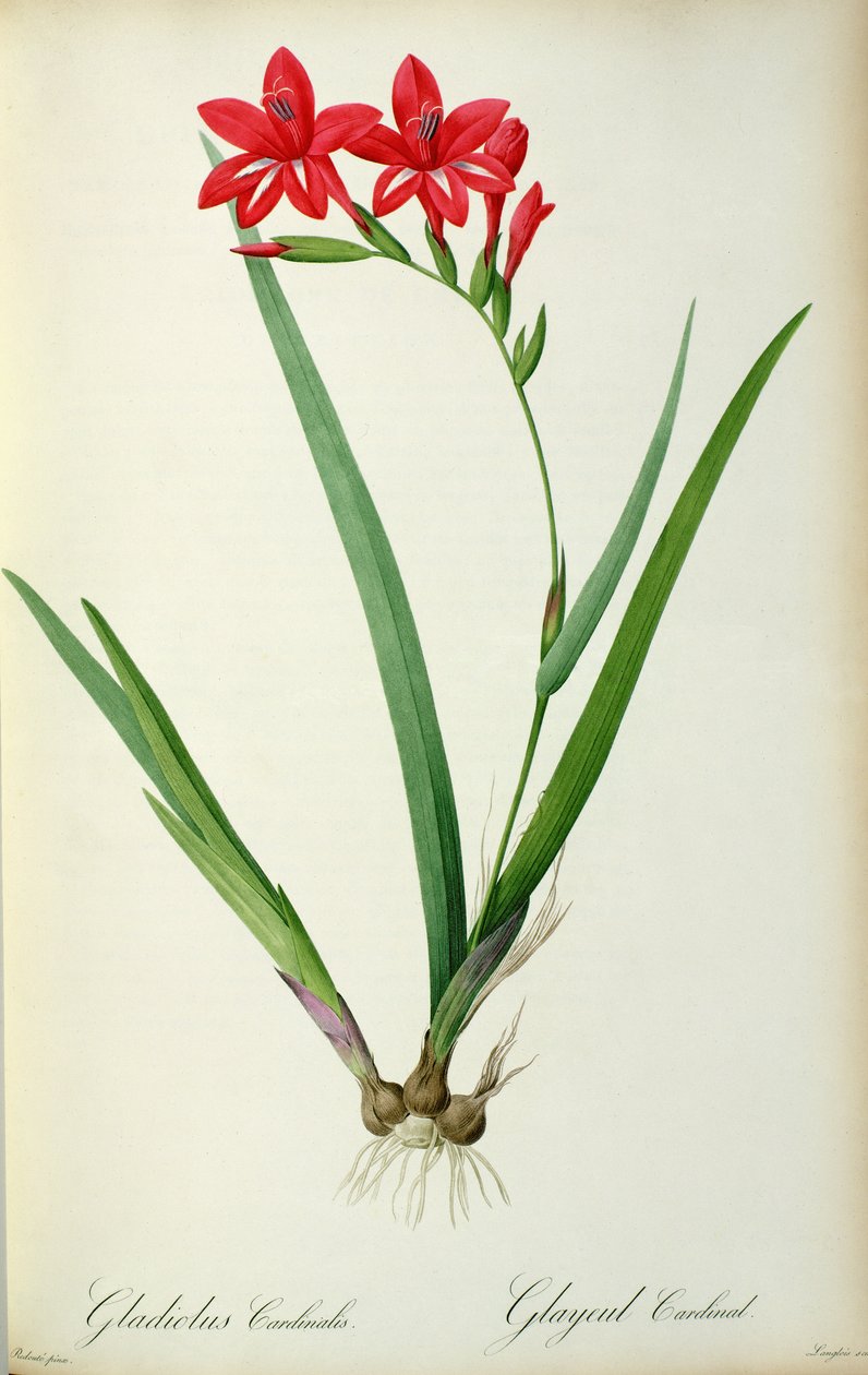 唐菖蒲红衣主教，从`莱斯Liliacearum，1805 作者 皮埃尔·约瑟夫·雷杜特