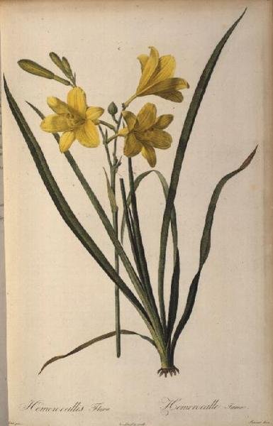 来自Les Liliacees的萱草（Hemerocallis Flava） 作者 皮埃尔·约瑟夫·雷杜特