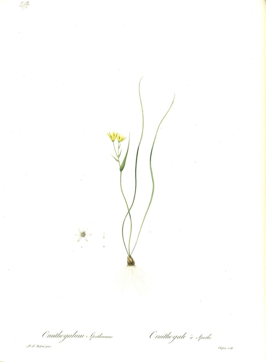 Gagea spathacea（Orig.Ornithogalum spathaceum）的插图 作者 皮埃尔·约瑟夫·雷杜特