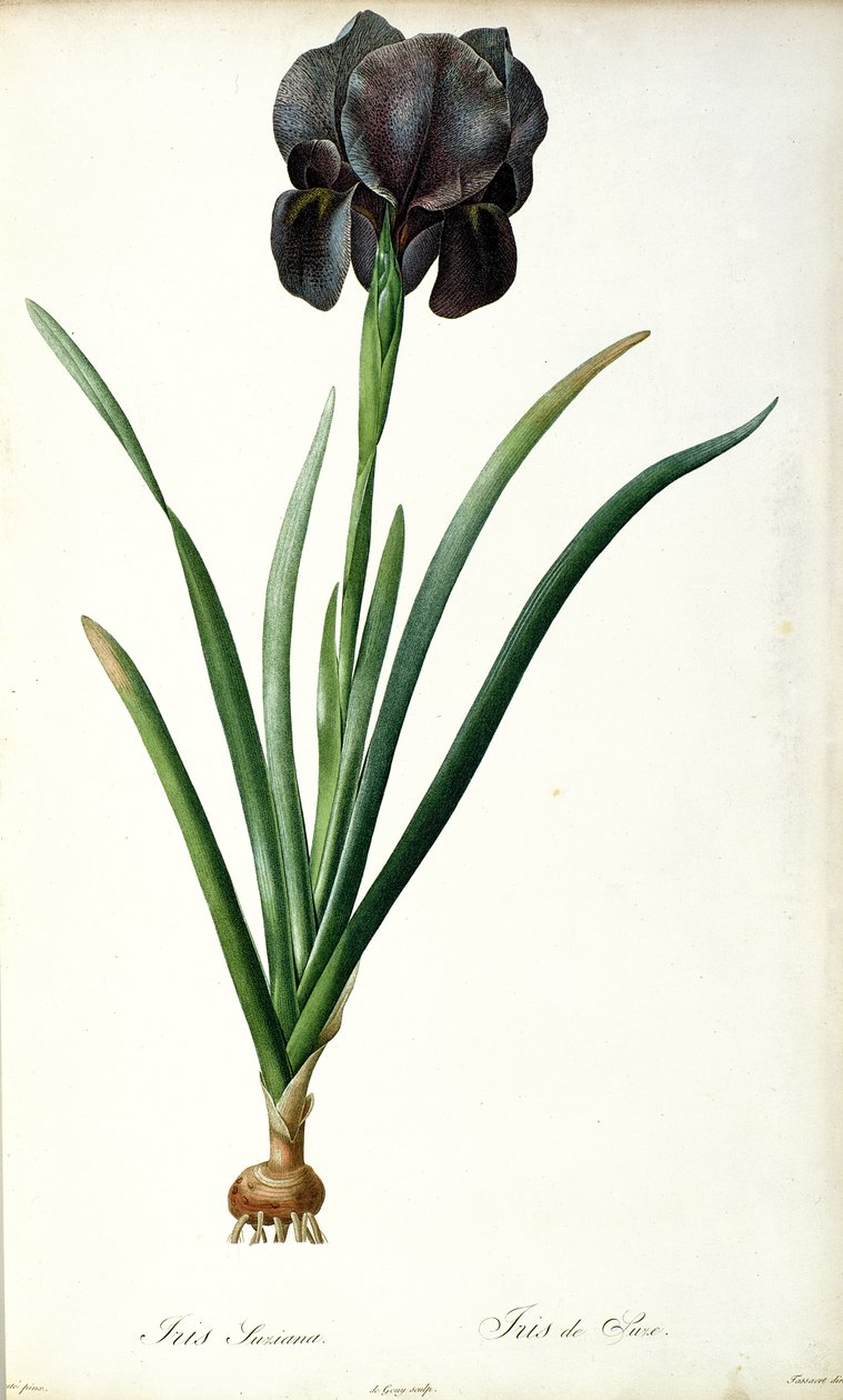 Iris Luxiana，来自“Les Liliacees”，1805年 作者 皮埃尔·约瑟夫·雷杜特