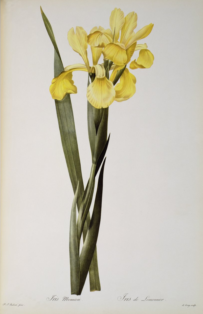 Iris Monnieri，来自“Les Liliacees”，1808年 作者 皮埃尔·约瑟夫·雷杜特