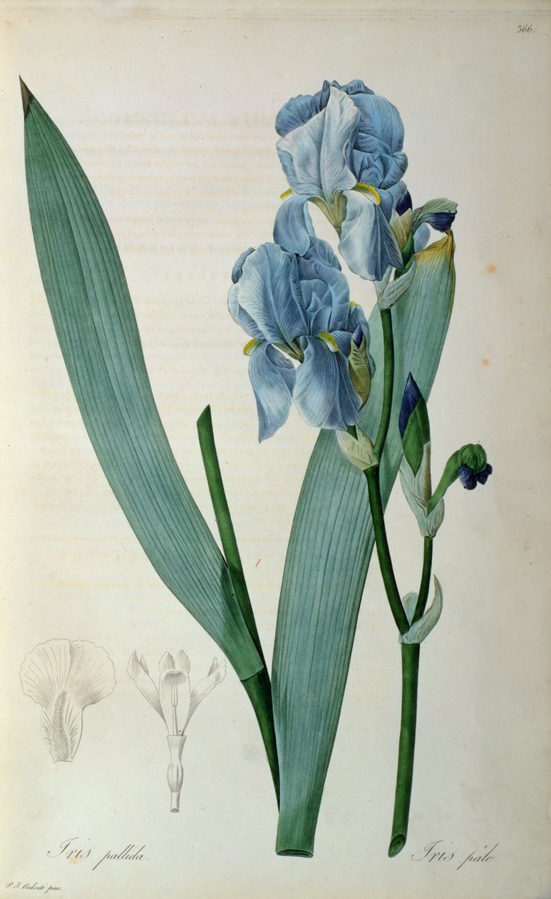 Iris Pallida，来自“Les Liliacees”，1805年 作者 皮埃尔·约瑟夫·雷杜特
