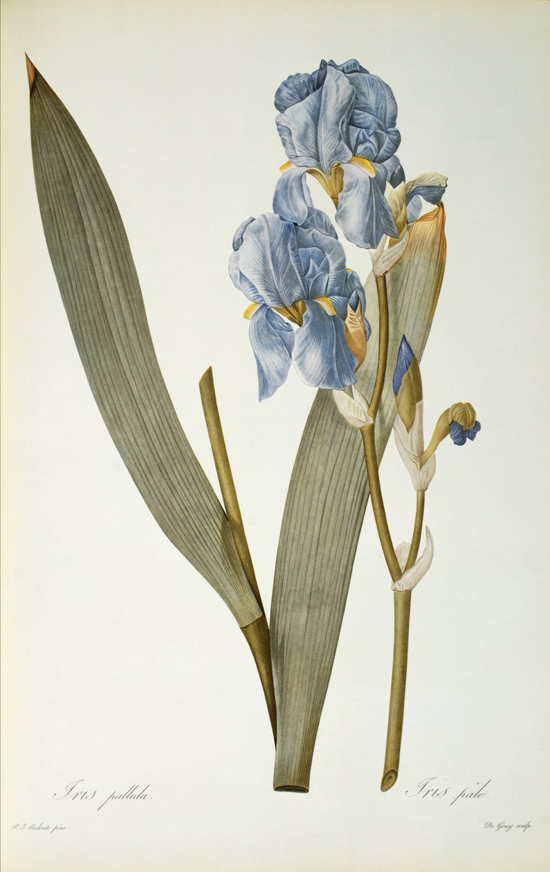 Iris Pallida，来自“Les Liliacees”，1812年 作者 皮埃尔·约瑟夫·雷杜特