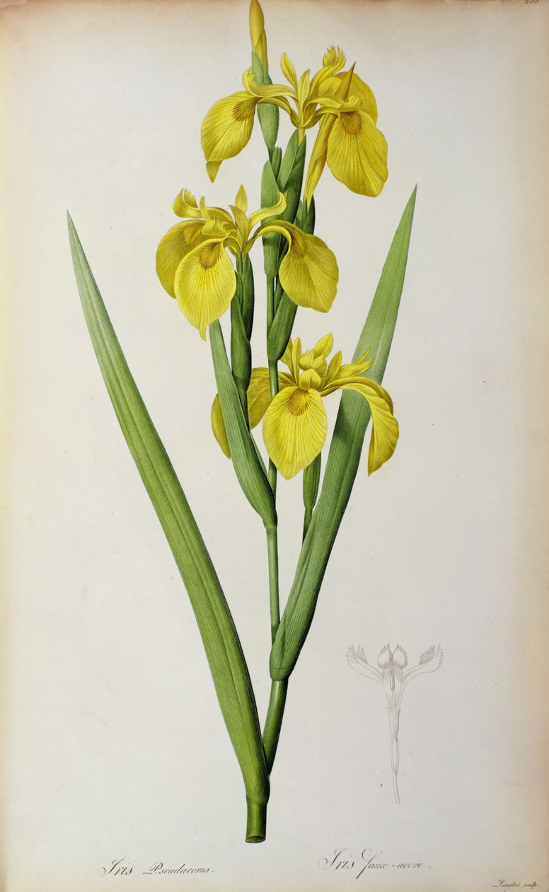 Iris Pseudacorus，来自“Les Liliacees”，1805年 作者 皮埃尔·约瑟夫·雷杜特