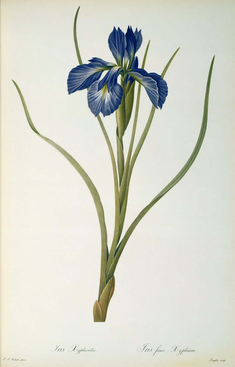 Iris Xyphioides，来自“Les Liliacees”，1808年 作者 皮埃尔·约瑟夫·雷杜特