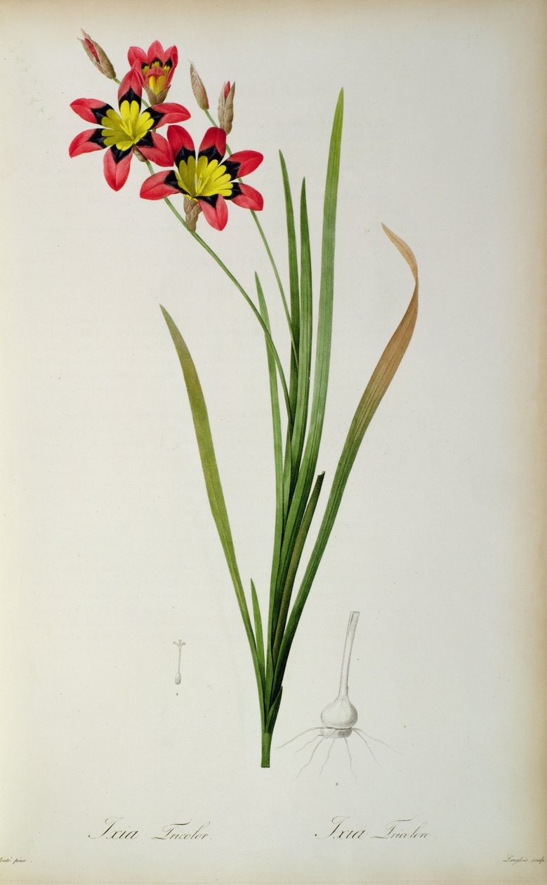 Ixia Tricolor，来自“Les Liliacees”，1805年 作者 皮埃尔·约瑟夫·雷杜特
