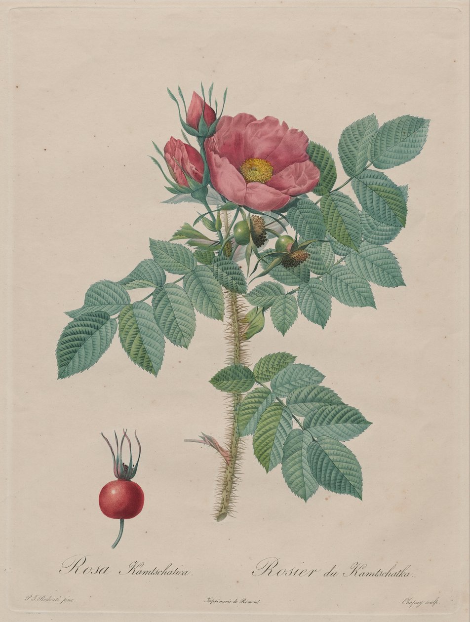 堪察加玫瑰（Rosa Kamchatka），来自巴黎Les Roses的Redouté，1817-1824） 作者 皮埃尔·约瑟夫·雷杜特