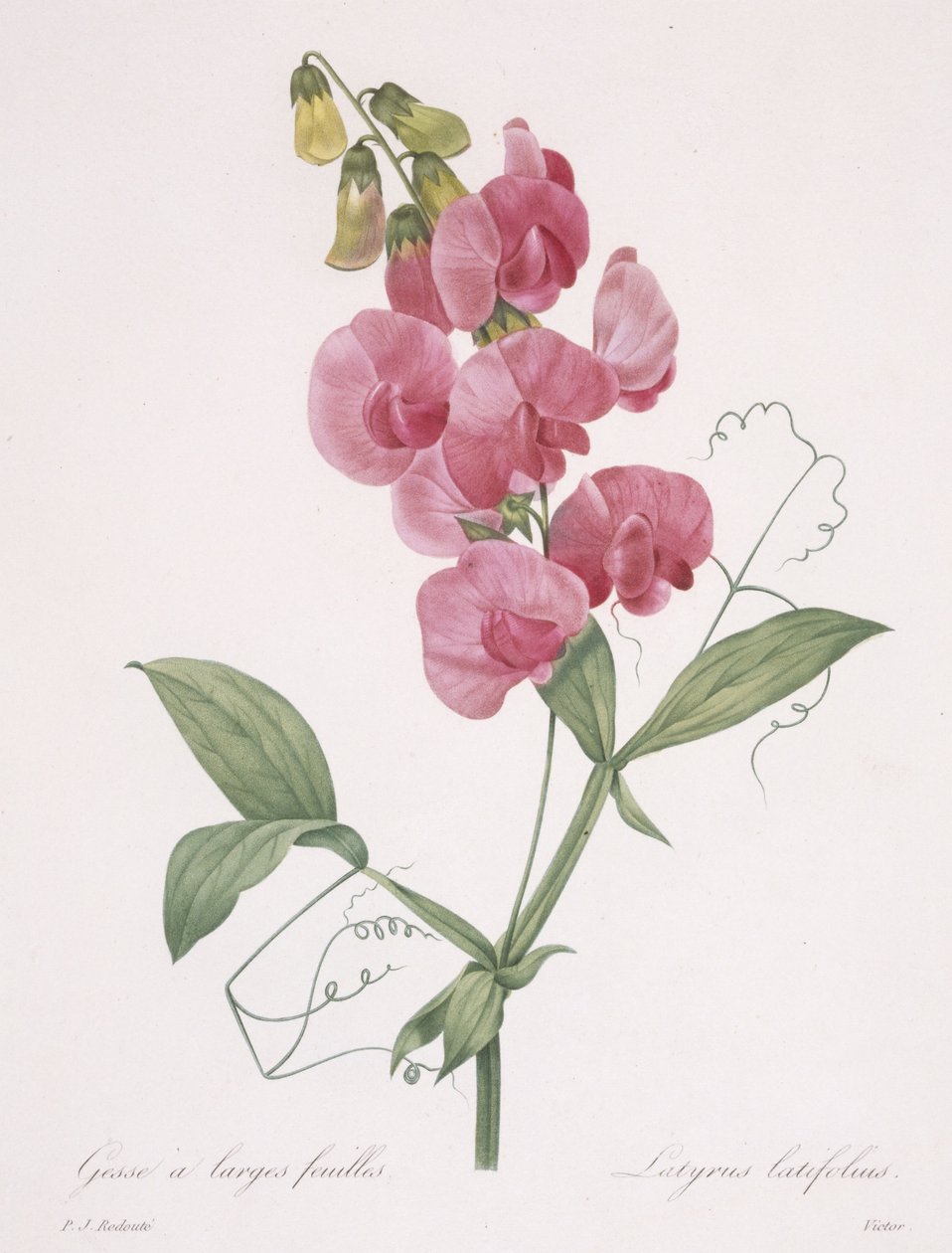 Lathyrus latifolius（Everlasting Pea），1827年 作者 皮埃尔·约瑟夫·雷杜特
