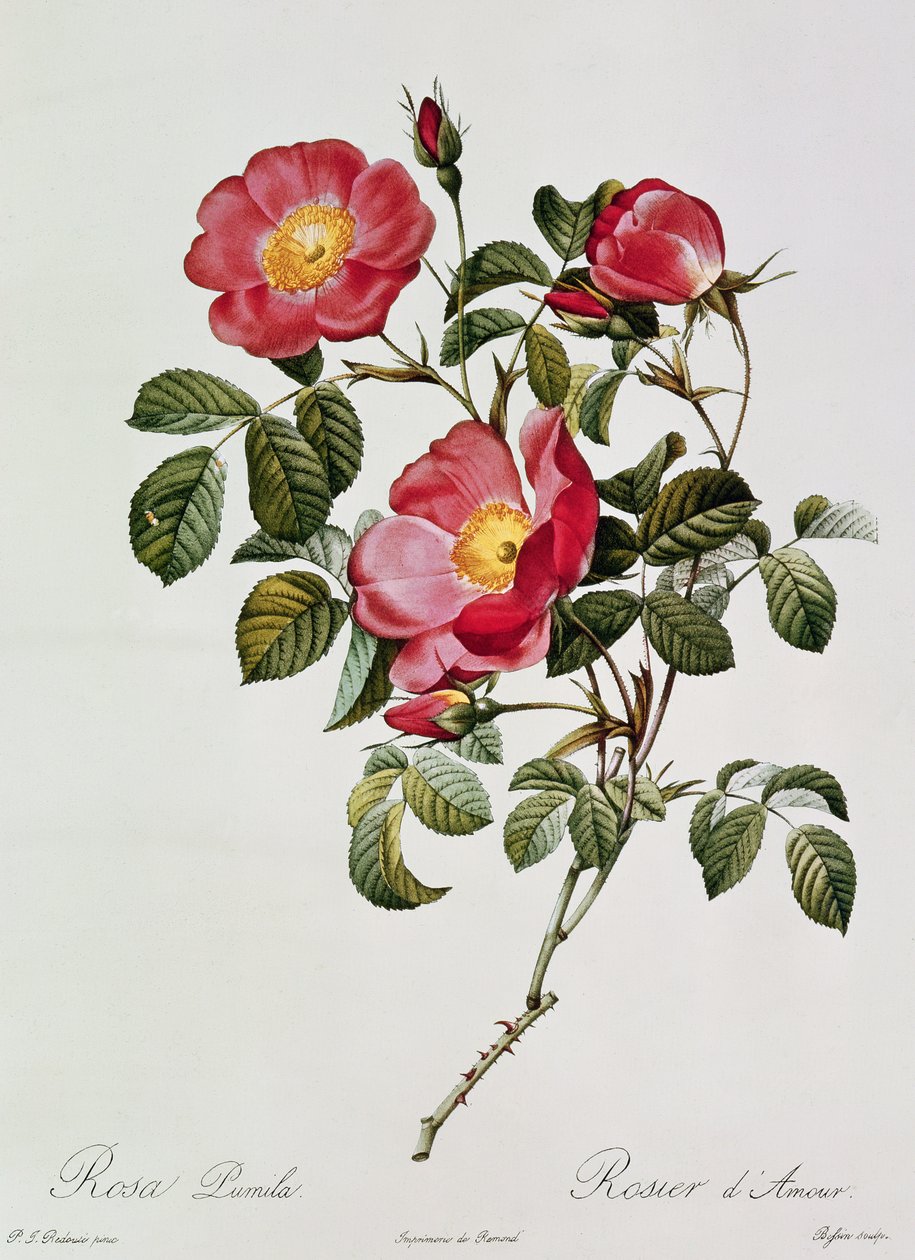 Les Roses de Thory。罗莎Pumilia（彩色石版画） 作者 皮埃尔·约瑟夫·雷杜特