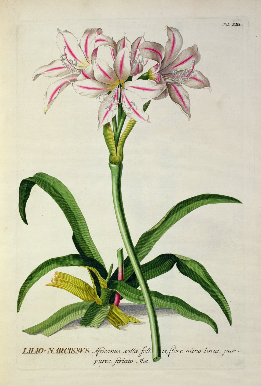 水仙，百合，非洲，从选择植物雅各布特鲁，”（1695年至1769年），公布1750年至1773年 作者 皮埃尔·约瑟夫·雷杜特