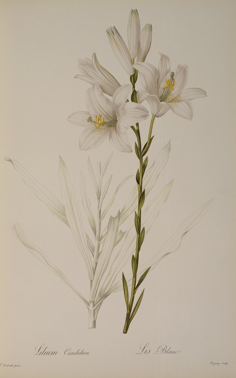 白百合，从`莱斯Liliacearum，1807 作者 皮埃尔·约瑟夫·雷杜特