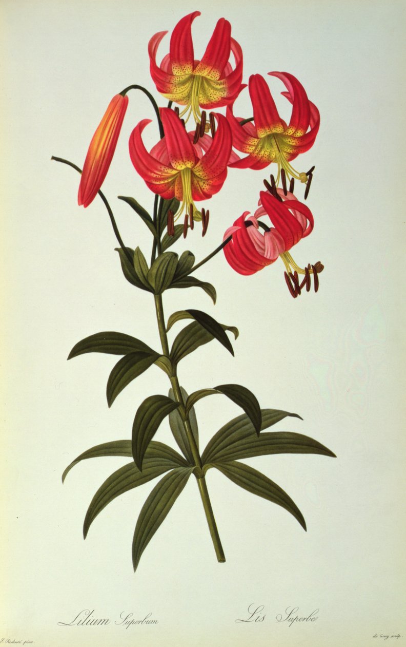 礼来公司的骄傲，从`莱斯Liliacearum，1805 作者 皮埃尔·约瑟夫·雷杜特