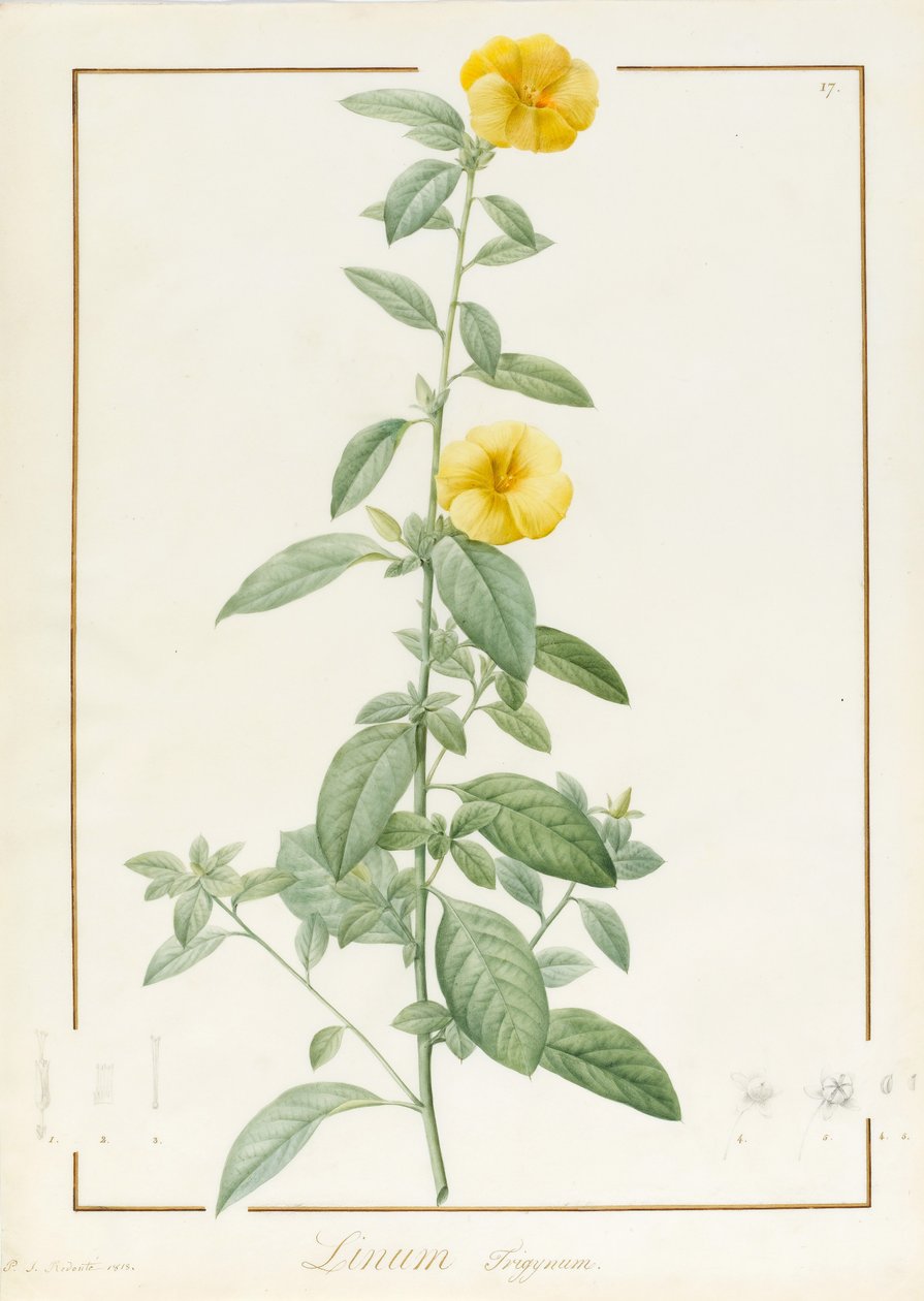Linium Trigynum，1813年（wc和身体颜色在羊皮纸上的石墨痕迹） 作者 皮埃尔·约瑟夫·雷杜特