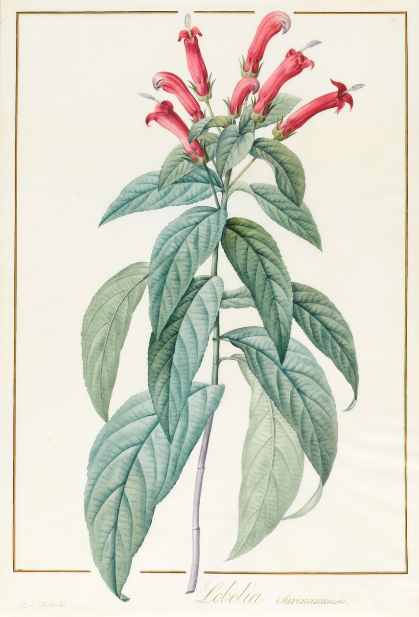 Lobelia Surinamensis（在牛皮纸上的石墨上的wc和体色） 作者 皮埃尔·约瑟夫·雷杜特